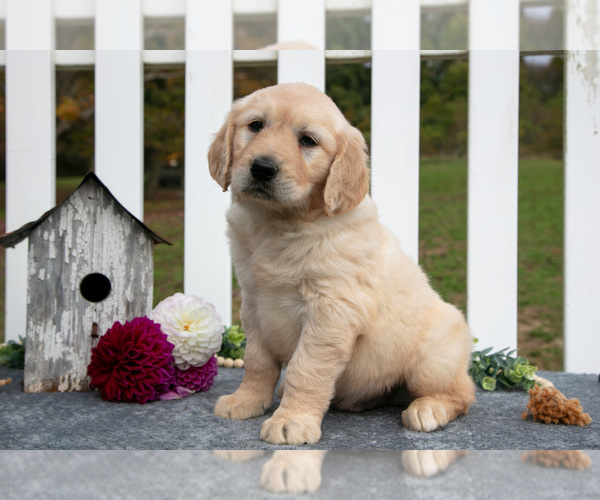 Medium Photo #6 Golden Retriever Puppy For Sale in HOLMESVILLE, OH, USA