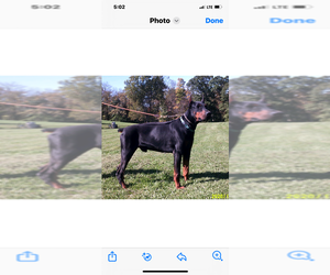 Doberman Pinscher Puppy for sale in MORRISTON, FL, USA