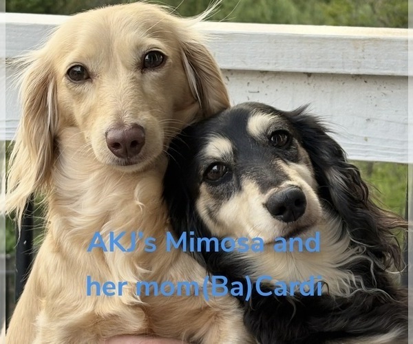 Medium Photo #1 Dachshund Puppy For Sale in CHARLOTTESVILLE, VA, USA