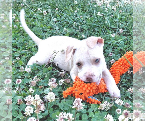 Medium Photo #2 Bulldog Puppy For Sale in Rutherfordton, NC, USA