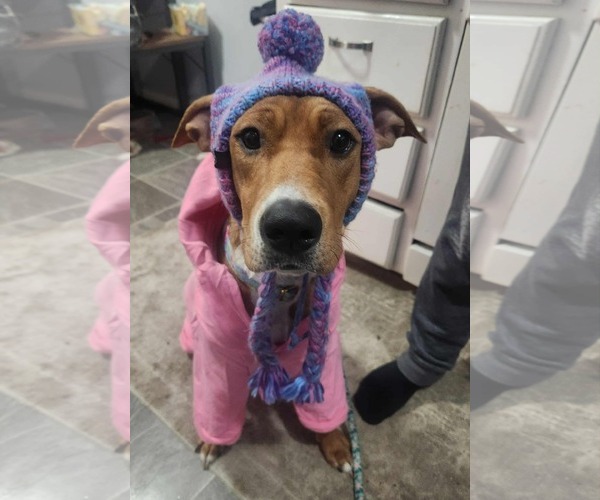 Medium Photo #2 Mutt Puppy For Sale in Clinton , MI, USA