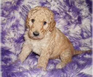 Labradoodle mix (+ Poodle Standard) Puppy for sale in LA HABRA, CA, USA