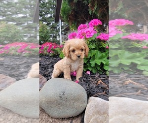 Cocker Spaniel Litter for sale in WITHEE, WI, USA