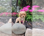 Image preview for Ad Listing. Nickname: Litter of 6