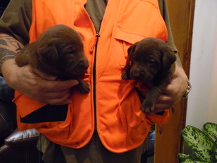 Labrador Retriever Puppy for sale in SHUBERT, NE, USA