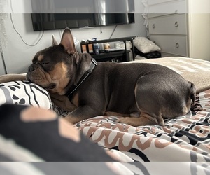 Father of the French Bulldog puppies born on 04/19/2026