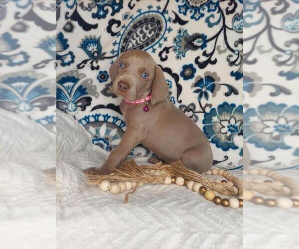 Medium Photo #4 Weimaraner Puppy For Sale in LEWISBURG, KY, USA