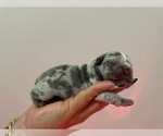 Small Photo #5 French Bulldog Puppy For Sale in NEWARK, NJ, USA