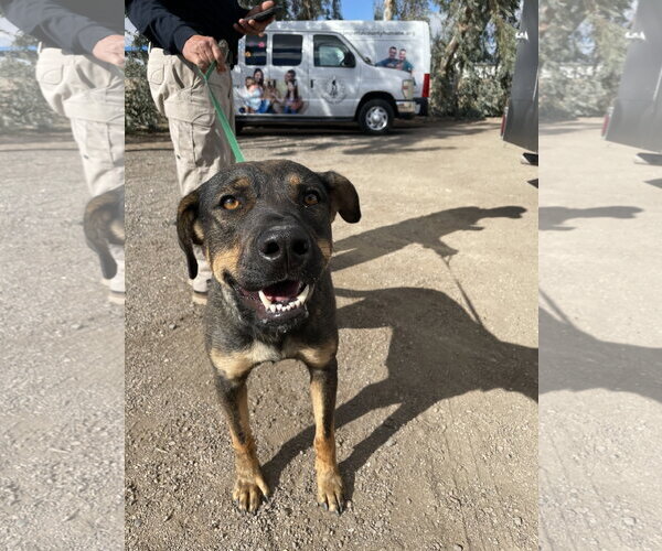 Medium Photo #1 Mutt Puppy For Sale in El Centro, CA, USA