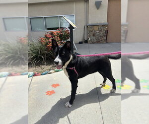 Mutt Dogs for adoption in Riverside, CA, USA