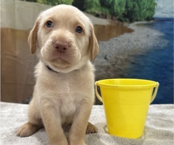 Medium Photo #12 Labrador Retriever Puppy For Sale in ALAFAYA, FL, USA