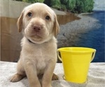 Small #11 Labrador Retriever
