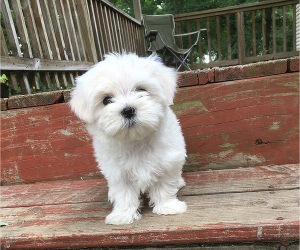 Medium Photo #2 Maltese Puppy For Sale in SALEM, MO, USA