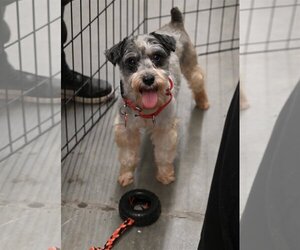 Miniature Schnauzer-Unknown Mix Dogs for adoption in Wakefield, RI, USA