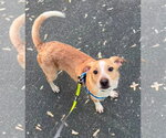 Small #2 Chihuahua Mix