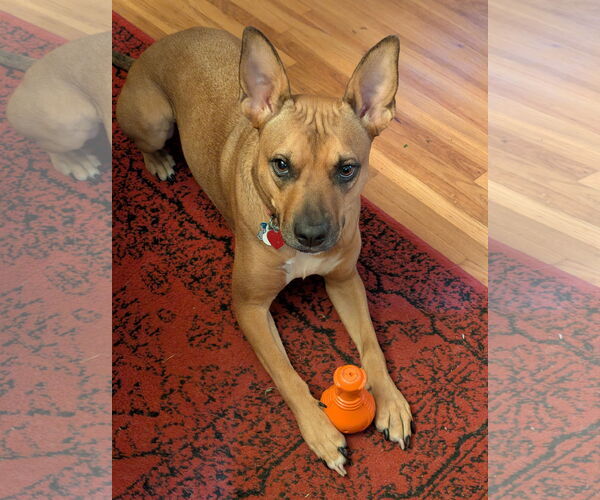 Medium Photo #7 American Staffordshire Terrier-Unknown Mix Puppy For Sale in Minneapolis, MN, USA