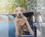 Small #1 Labrador Retriever Mix