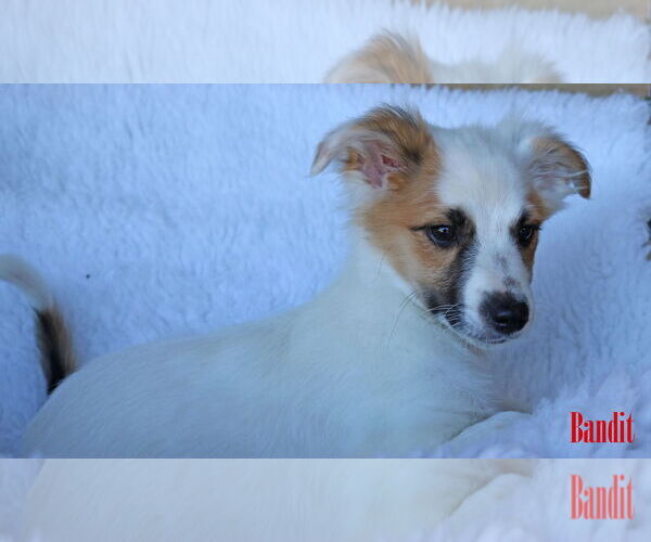 Medium Photo #4 Chihuahua-Unknown Mix Puppy For Sale in Wakefield, RI, USA