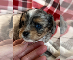 Image preview for Ad Listing. Nickname: Sadie