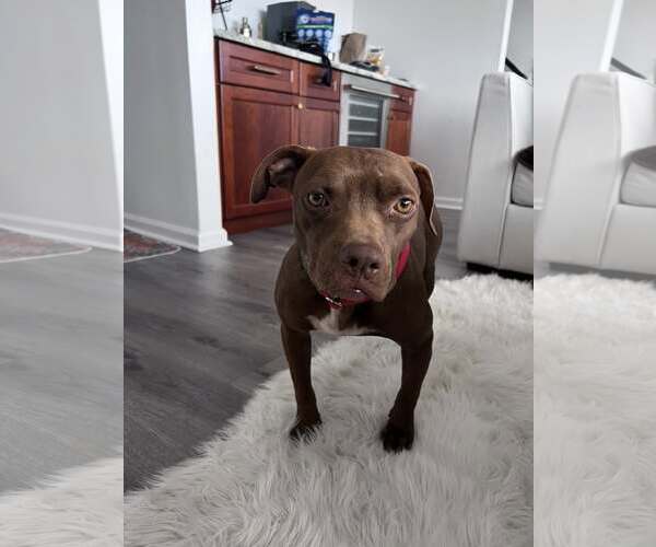 Medium Photo #4 American Pit Bull Terrier-Unknown Mix Puppy For Sale in Oakhurst, NJ, USA