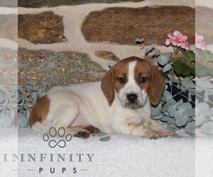 Jack-A-Bee Puppy for sale in STEWARTSTOWN, PA, USA