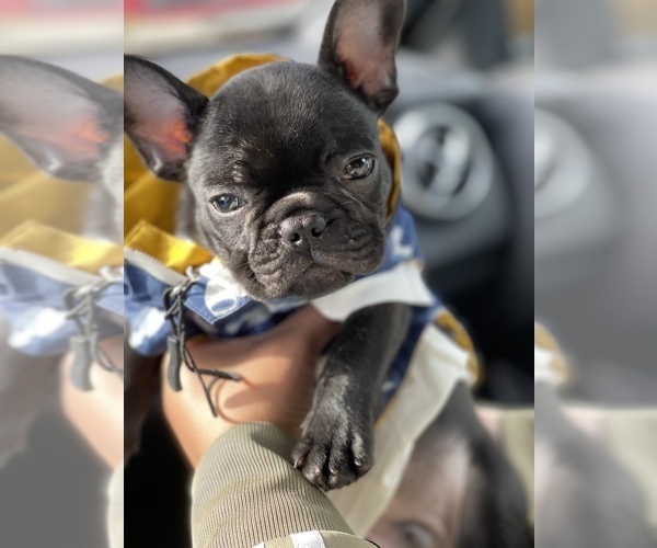 Medium Photo #1 French Bulldog Puppy For Sale in SAN LEANDRO, CA, USA