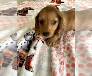 Dachshund Puppy for sale in GORDONVILLE, TX, USA