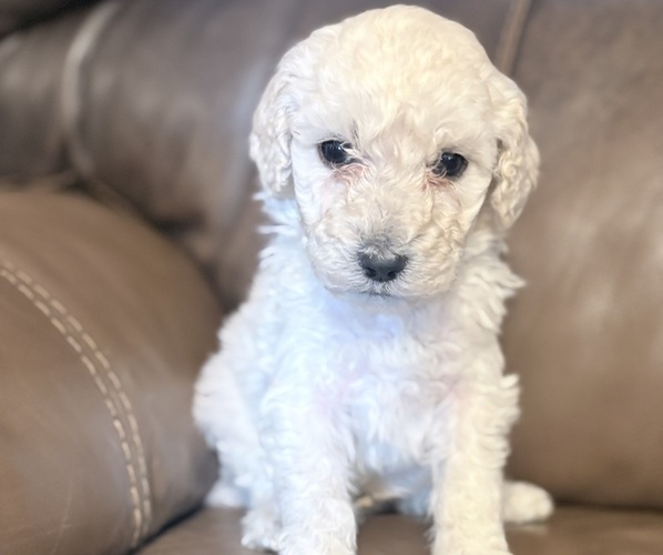 Medium Photo #1 Goldendoodle mix (+ Poodle Standard) Puppy For Sale in MAYNARDVILLE, TN, USA