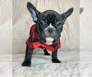 French Bulldog Puppy for sale in LEBANON, KY, USA