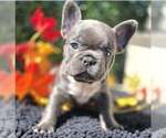 Tuck - Male French Bulldog Puppy for Sale - Photo #2