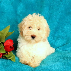 Medium Havanese-Poodle (Toy) Mix