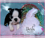 Small Photo #1 Boston Terrier Puppy For Sale in MOSELLE, MS, USA