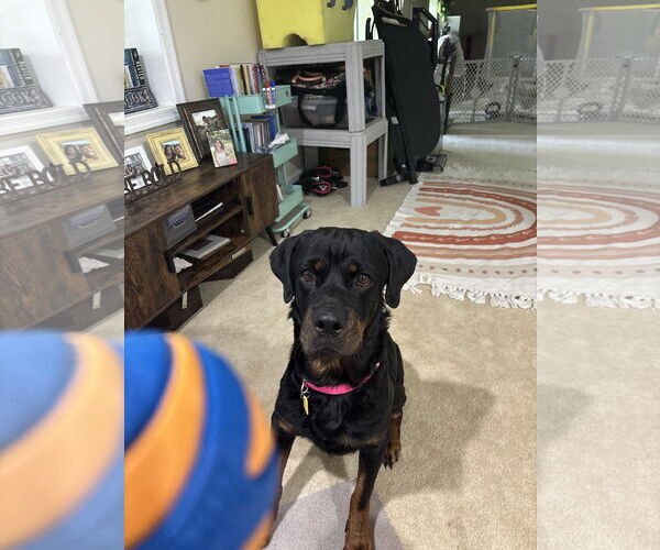 Medium Photo #3 Rottweiler Puppy For Sale in White Hall, AR, USA