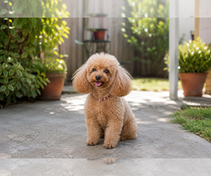 Mother of the Poodle (Toy) puppies born on 06/11/2026