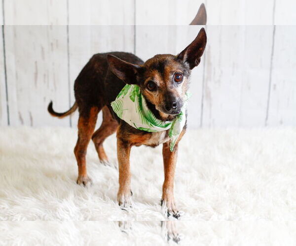 Medium Photo #2 Chihuahua-Unknown Mix Puppy For Sale in Greenville, SC, USA