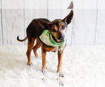 Small #1 Chihuahua Mix