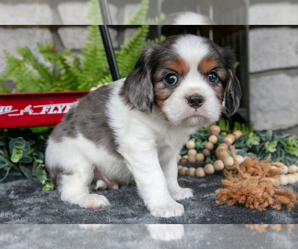 Medium Photo #7 Cavalier King Charles Spaniel Puppy For Sale in NARVON, PA, USA