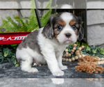 Small Photo #7 Cavalier King Charles Spaniel Puppy For Sale in NARVON, PA, USA