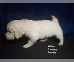 Small Photo #4 Golden Retriever Puppy For Sale in ROMULUS, MI, USA