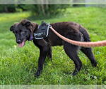 Small #3 Australian Shepherd-German Shepherd Dog Mix