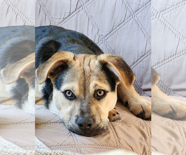Medium Photo #5 Minnie Jack Puppy For Sale in Escondido, CA, USA