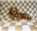 Small #6 Cavapoo (Miniature)