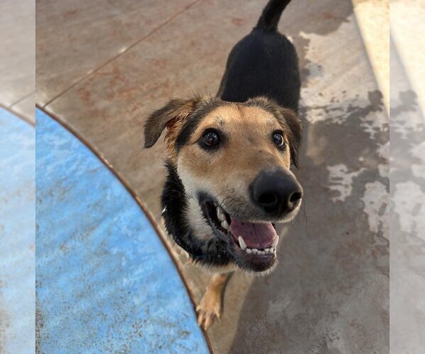 Medium Photo #317 German Shepherd Dog-Unknown Mix Puppy For Sale in Kanab, UT, USA