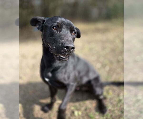 Medium Photo #3 Labrador Retriever-Unknown Mix Puppy For Sale in Anniston, AL, USA