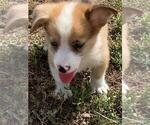 Small #4 Aussie-Corgi