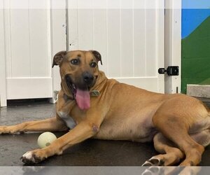 Chinese Shar-Pei-German Shepherd Dog Mix Dogs for adoption in West Palm Beach, FL, USA