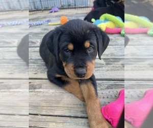Rottweiler Puppy for sale in MARSHALL, MO, USA