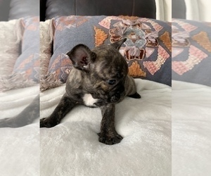 French Bulldog Puppy for sale in JOHNS ISLAND, SC, USA