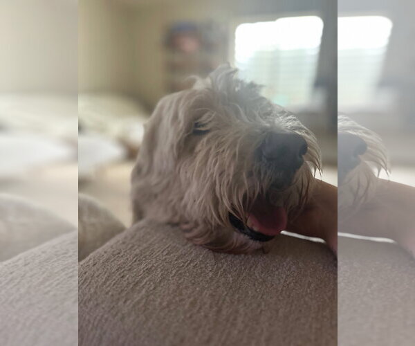 Medium Photo #7 Mutt Puppy For Sale in Sandy, UT, USA