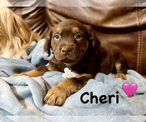Cheri- Belles & Beau Litter - Female American Staffordshire Terrier-Unknown Mix Dog for Adoption - Photo #2